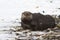 Sea otter which lies on the beach in sand on a winter day