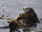 A sea otter wrapped in kelp