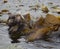 A sea otter wrapped in seaweed