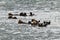 Sea otters