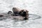 Sea Otters - coastal waters in Pacific Ocean Alaska USA