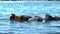 Sea otters. Cute playful animals floating on water in Morro Bay, California