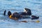 Sea otters [Enhydra lutris] on the central coast at Morro Bay California USA