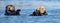 Sea Otters [enhydra lutris] floating in the Elkhorn Slough at Moss Landing on the Central Coast of California USA