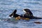 Sea otters [Enhydra lutris] floating in kelp on the central coast at Morro Bay California USA