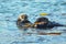 Sea otters [Enhydra lutris] wrapped in kelp on the central coast at Morro Bay California USA