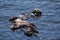 Sea Otters Floating on their Backs in the Pacific Ocean