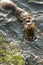 Sea otters mating