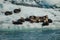 Sea otters resting on ice floe in Prince William Sound, Alaska