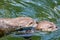 Sea otters swimming in water. Close up