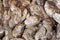 Sea oysters shell background texture.