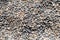 Sea pebble texture. Small rocks. Small multicolored pebble-stones. Beach stones surface