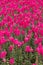 A sea of pink Gladiolus at Du Fu Thatched Cottage, Chengdu, Sichuan, China