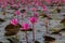 Sea of pink lotus flowers, amazing water lily flowers, symbol of serenity