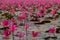 Sea of pink lotus flowers, amazing water lily flowers, symbol of serenity