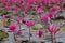 Sea of pink lotus flowers, amazing water lily flowers, symbol of serenity