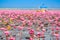 Sea of pink lotus, Nonghan, Udonthani, Thailand