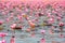 Sea of pink lotus, Nonghan, Udonthani, Thailand