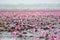 Sea of pink lotus, Nonghan, Udonthani, Thailand, Unseen in Thailand