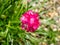 Sea pink or sea thrift, Armeria maritima, close up top view of single deep pink flower in spring, Netherlands