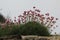 Sea Pinks On A Cornish Cliff, Cornwall, UK