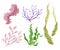 Sea plants and aquatic marine algae Seaweed set illustration. Yellow and brown, red and green aquarium