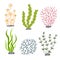 Sea plants and aquatic marine algae. Seaweed set vector illustration