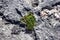 Sea Purslane on the beach, coastal flora of the Yucatan peninsula