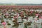 The sea of Red Lotus Pink water lilies lake in Thailand.