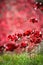 A sea of remembrance poppies