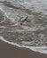 Sea Robin splashing on shore with fish hook still in mouth