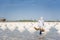 Sea salt farm near coastal at Samut Songkhram province, Thailand