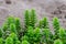 Sea sandwort grown on coast of Baltic Sea