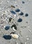 Sea sandy beach, seashells on the shore