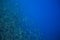 Sea sardine school in blue ocean. Seafish underwater photo. Pelagic fish colony carousel in seawater. Mackerel shoal