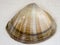 Sea scallop smooth shell close up top view