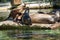 sea seal at the berlin zoo