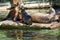 sea seal at the berlin zoo