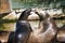 sea seal at the berlin zoo