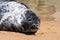 Sea seal on its rest