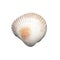 sea shell