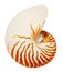 Sea shell