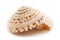 Sea shell