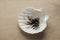 Sea shell ashtray closeup