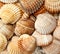 Sea shell background