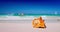 Sea shell on beach and caribbean sea water, tropical landscape of coast beautiful sea shore on sunny day video