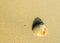 Sea Shell - - Bivalve Mollusc - on Sand - Abstract Natural Background