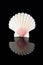 Sea shell of bivalvia on black background macro