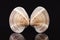 Sea shell of bivalvia isolated on black background