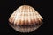 Sea shell of bivalvia isolated on black background